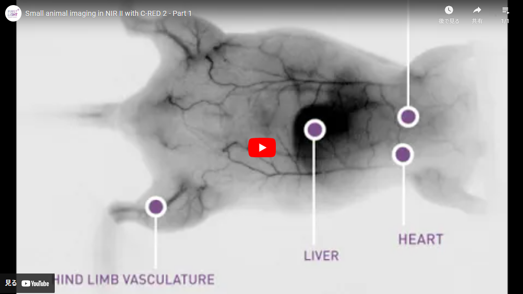 小動物の近赤外イメージング